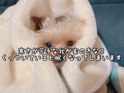 【愛犬】寒さが苦手な我が家のキナコ。くっついているとこっちも眠くなってきてしまいます。。。