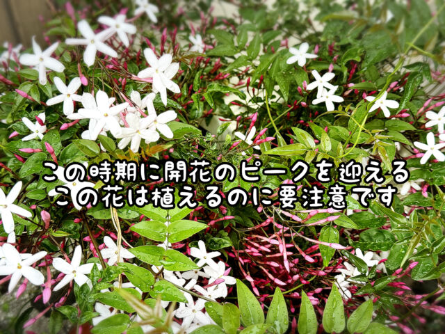 注意】ジャスミンの地植えはダメ絶対！！後々大変なことになるかも