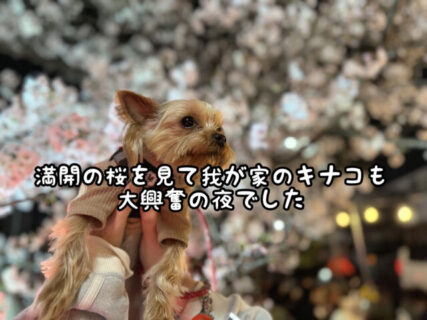 【春爛漫】地元の満開の桜を愛犬と一緒に見に行ってきました