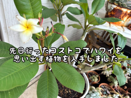 【良香】ハワイの思い出が蘇る植物をようやく手に入れることができました