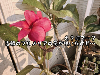 【神秘】え！？なんで。。。白い花だと思っていたプルメリアがこんな色の花をつけました