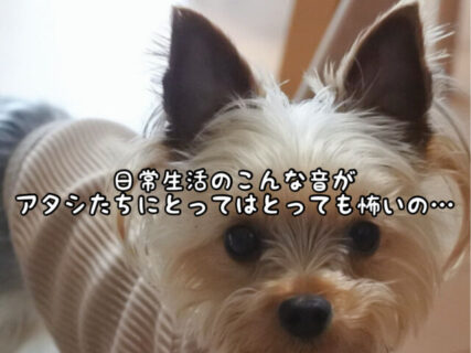 【きなこ】人間よりもよく聞こえちゃうアタシ。こんな音が嫌いで怖くて仕方ないの・・・