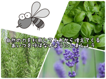 【ガーデニング】庭にこの３つを植えれば血を吸うアイツがやって来にくくなるかも