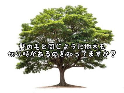 【さっぱり】ちょっと待って！髪の毛と一緒で樹木も切るタイミングが大切です