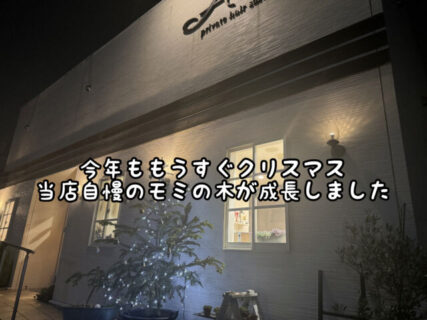 【クリスマス】昨年よりも一回りビッグになった当店自慢のもみの木に飾り付けをしました