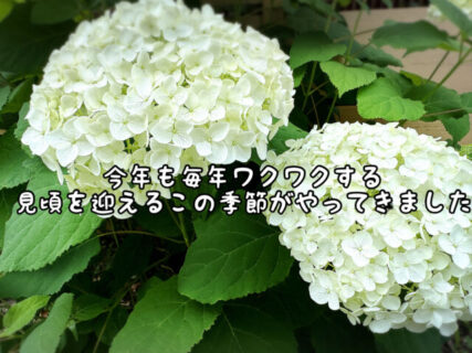【ワクワク】今年もすくすくと大輪の花をつけて成長してくれています