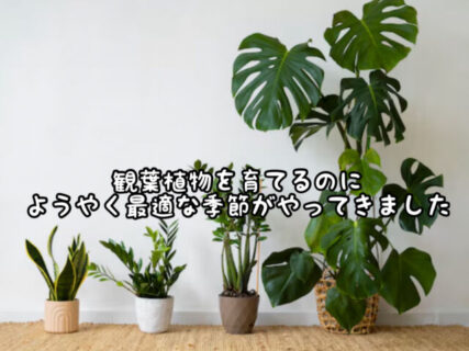【インテリア】グリーンを楽しむ季節がようやく到来！管理が苦手な人はこんな基準で選んでみて