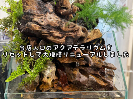 【癒し】目指したのは⚫︎⚫︎！当店のアクアテラリウムをリセットしました