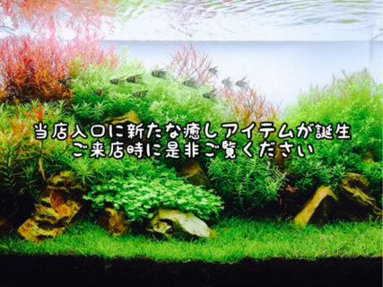 【癒し】当店入り口に大型のアクアリウムを設置してみました。