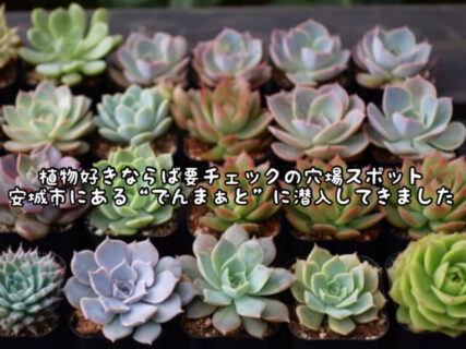 【発見】植物好きならば１度訪れてみるのもオススメ！”でんまぁと”に行った話