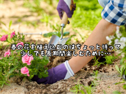 【ガーデニング】色鮮やかな春の花。植え込む前にちょっと待って！それうまく育たないかも。。。