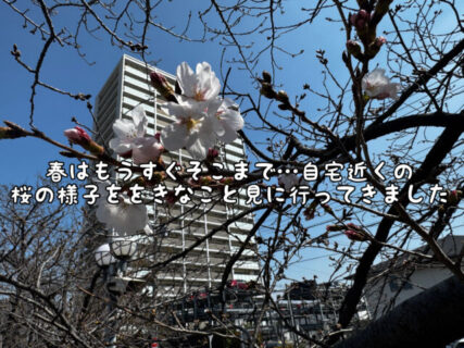 【ワクワク】春はもうすぐそこまで！近所の桜の開花まであと少しです