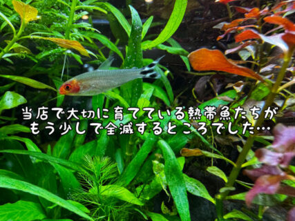 【ヒヤヒヤ】当店の熱帯魚たちがもうちょっとで全滅しかけた話。。。