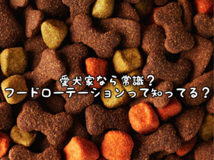 【きなこ】それって人間も？ワンちゃんが同じフードを食べ続けているとアレルギーを発症しやすくなる理由を調べてみた