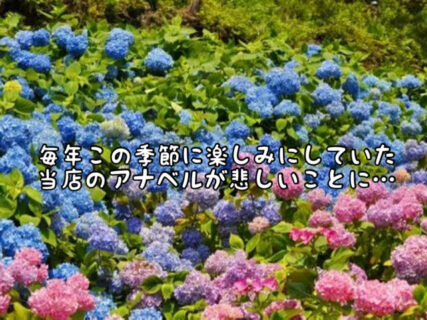 【悲報】今年は咲かなかったAgeのアナベル、、、キレイな紫陽花を見るなら今月中がおすすめかも