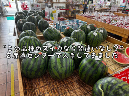 【至高】数ある品種の中でもこれを買っておけば間違いなし！？を教えてもらいました