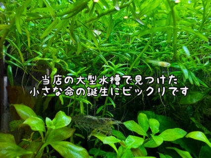 【！！！】水槽の中で見つけた新しい「命」にビックリです
