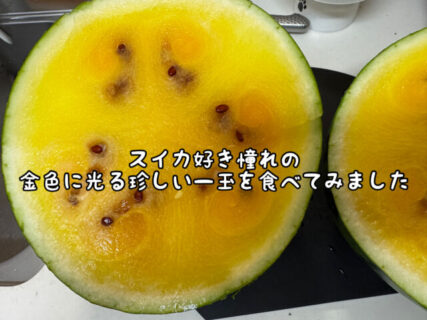 【実食】ついに入手！！出荷終盤ですが幻の金色羅皇を初めて食べてみました！！