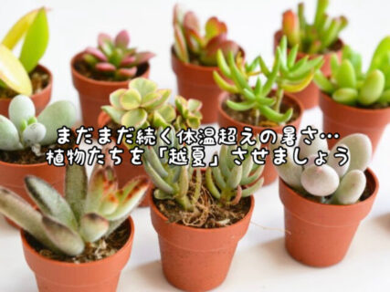 【植物】冬だけじゃない！！まだまだ続く残暑を生き抜くために室内に移しましょう