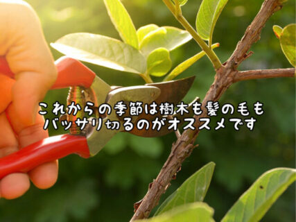 【タイミング】庭木の剪定も髪の毛も今の季節がバッサリカットするならオススメです！