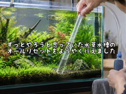 【店内アイテム】水槽の大掃除を行い大幅に魚たちの住まいを模様替えしました