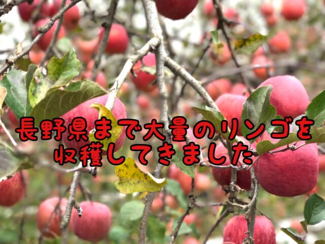 【豊作】今年も長野県まで旅行を兼ねて大量のりんごを収穫に行って来ました