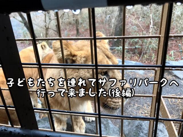 【旅行】ホントにホントにライオンだ！！！富士サファリパークへ行ってきました（後編）