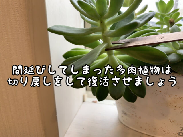 植物 間延びしてしまった多肉ちゃんは 切り戻し をしましょう 愛知県 西尾市の美容室age アージュ アンチエイジングケアに特化したヘアサロン
