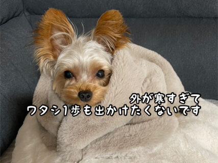 【愛犬】寒さが苦手な我が家のキナコ。暖かいところで1日のんびり過ごしています